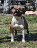  Staffordshire Bull Terrier 